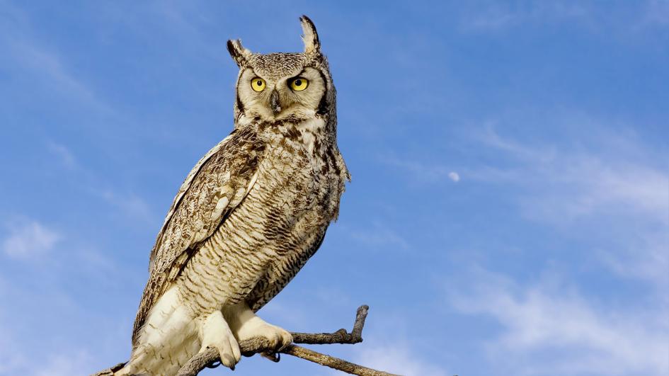 Great horned owl photo