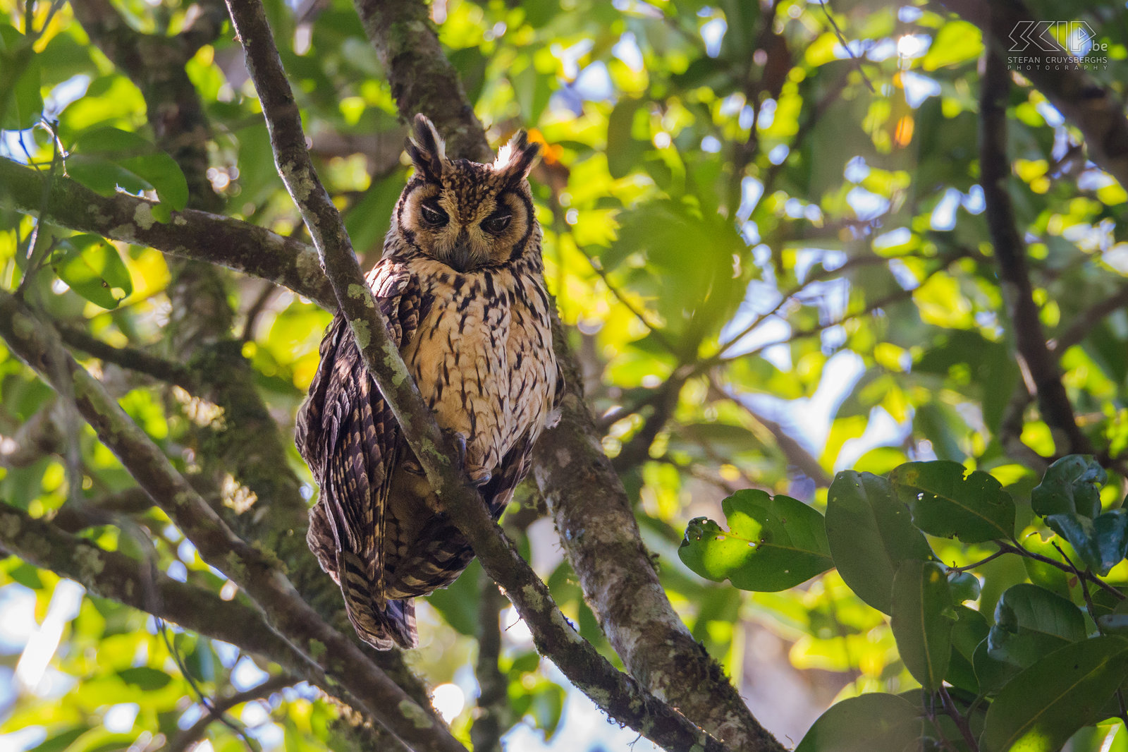 Madagascar long-eared owl photo