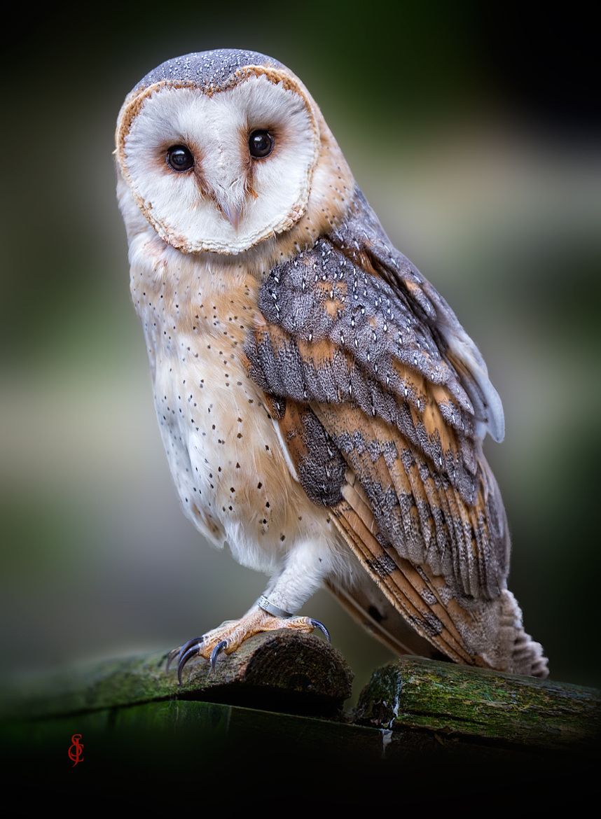 Barn owl photo