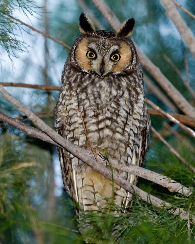 Great horned owl photo 