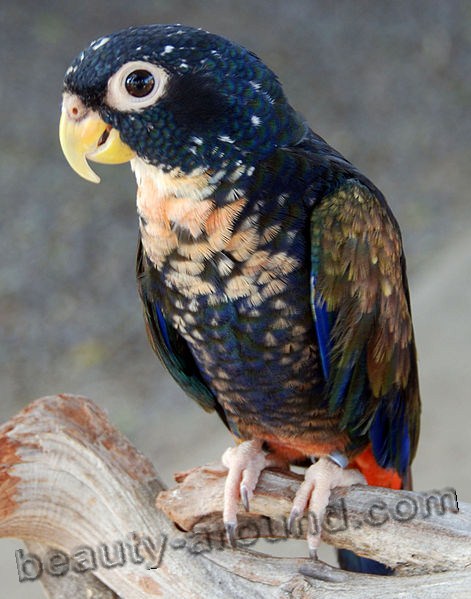 Бронзовокрылый попугай самые красивые попугаи фото