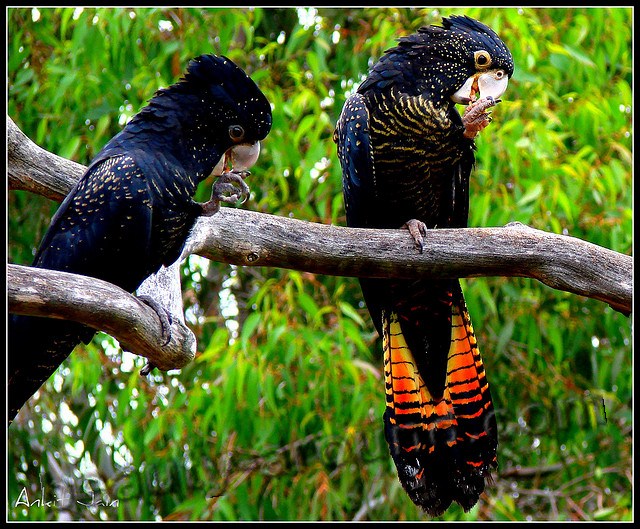 Траурный какаду Бэнкса самые красивые попугаи фото
