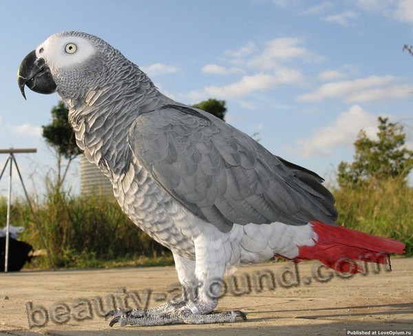 Жако или серый попугай самые красивые попугаи фото