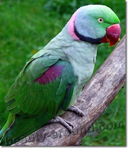 Александров кольчатый попугай (александрийский попугай) самые красивые попугаи фото