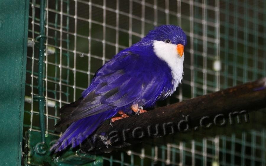 Синий лори-отшельник самые красивые попугаи фото