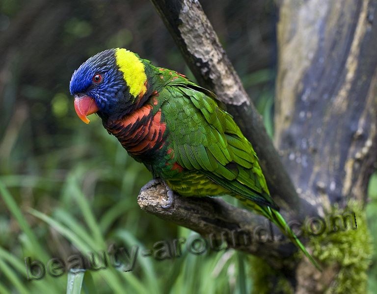 Многоцветный лорикет самые красивые попугаи фото