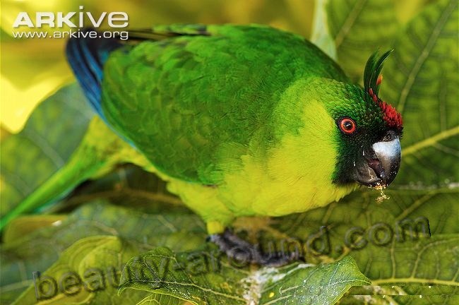 Рогатый попугай самые красивые попугаи фото