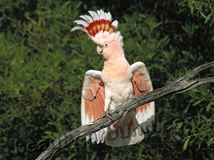 Какаду инка самые красивые попугаи фото
