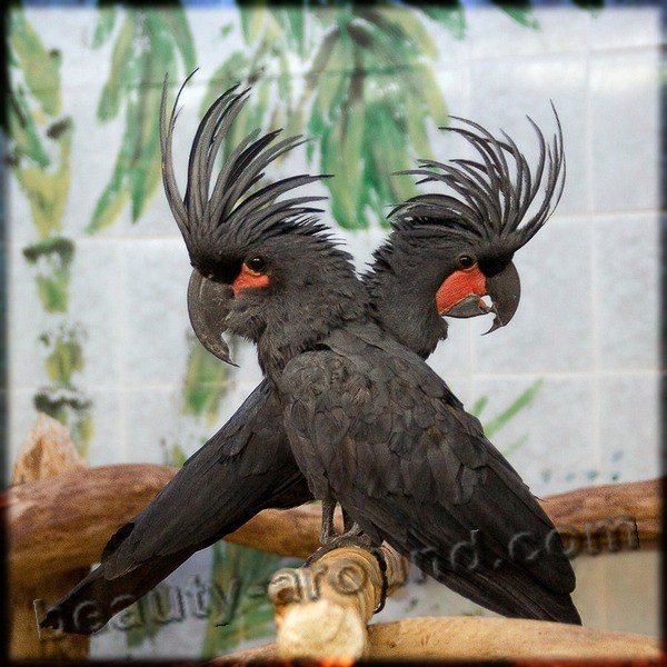 Чёрный (пальмовый) какаду самые красивые попугаи фото