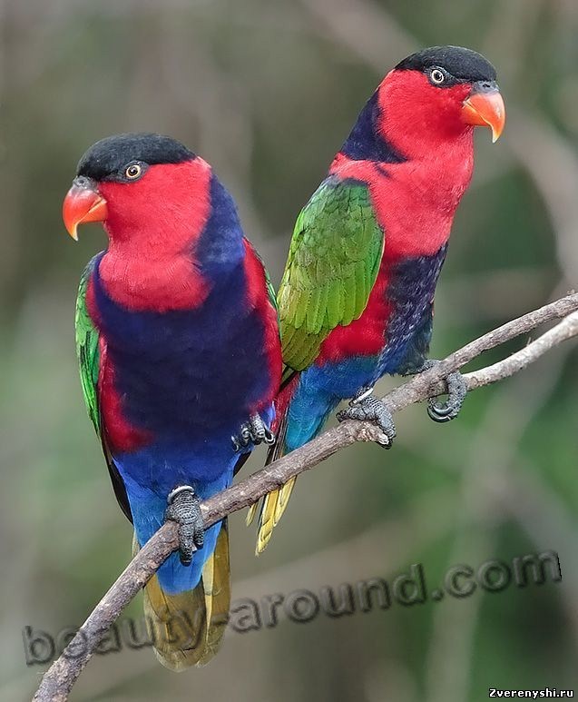 ерношапочный или трехцветный широкохвостый лори (дамский лори) самые красивые попугаи фото
