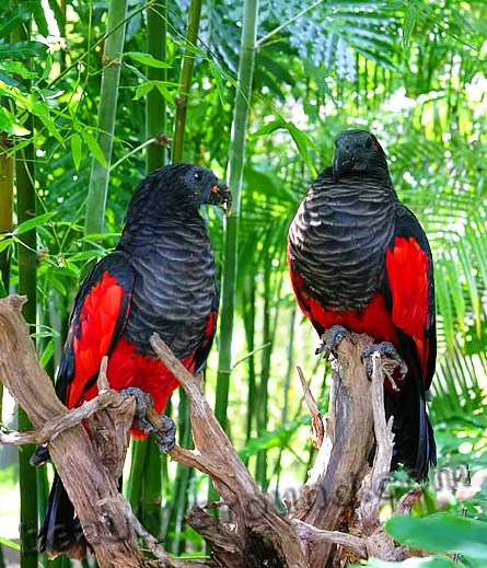 Щетиноголовый или грифовой попугай самые красивые попугаи фото