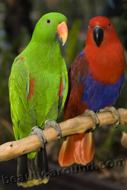 Благородный зелёно-красный попугай самые красивые попугаи фото