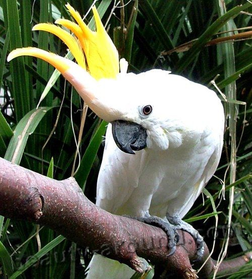 Большой желтохохлый какаду самые красивые попугаи фото