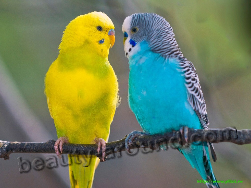 Волнистый попугай самые красивые попугаи фото