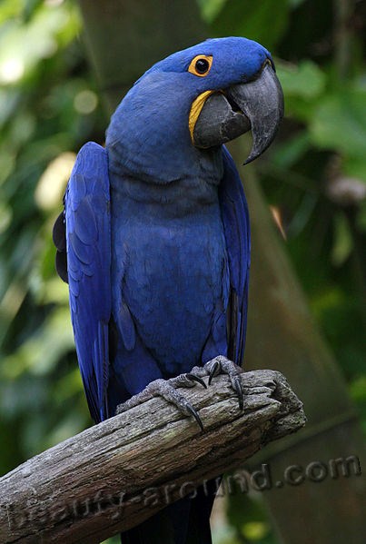 Ара гиацинтовый самые красивые попугаи фото