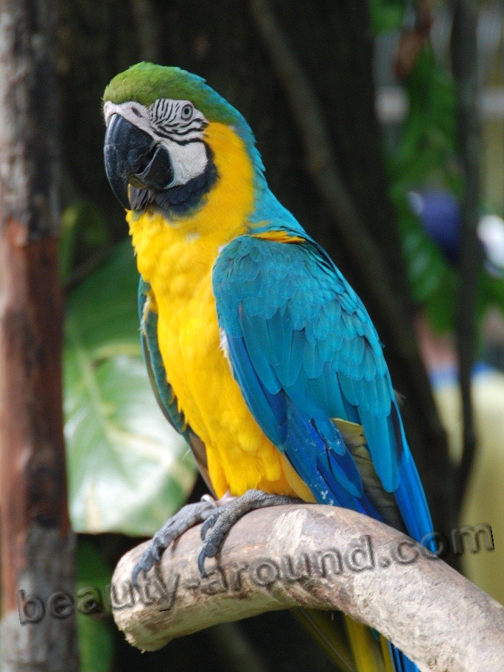 Ара жёлто-зелёный самые красивые попугаи фото