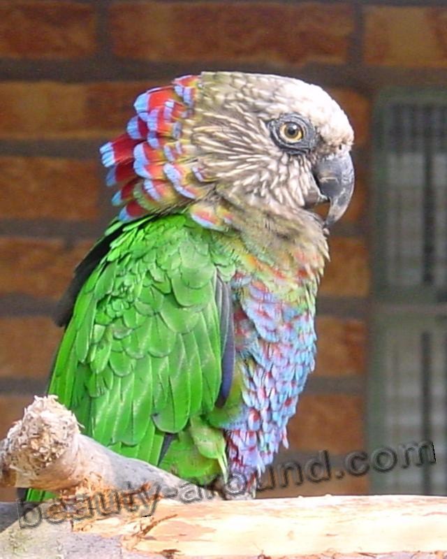 Веерный попугай самые красивые попугаи фото