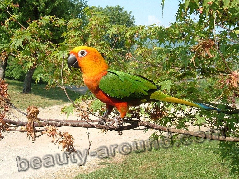 Арантига Ендайя самые красивые попугаи фото