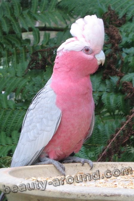 Розовый какаду самые красивые попугаи фото