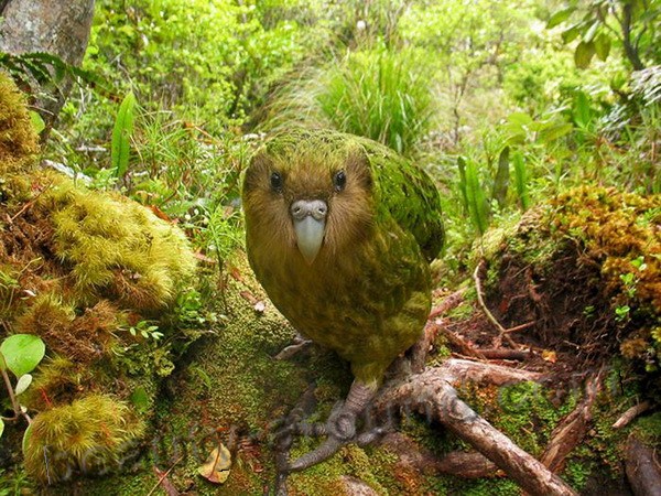Совиный попугай (какапо) самые красивые попугаи фото