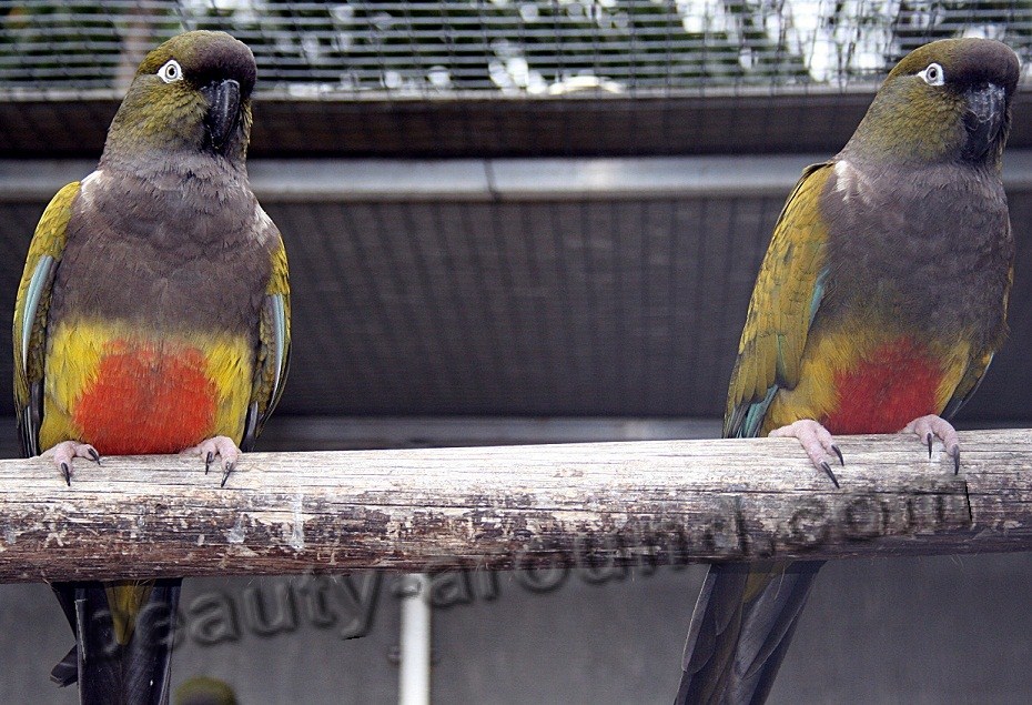 Скалистый (патагонский) попугай самые красивые попугаи фото