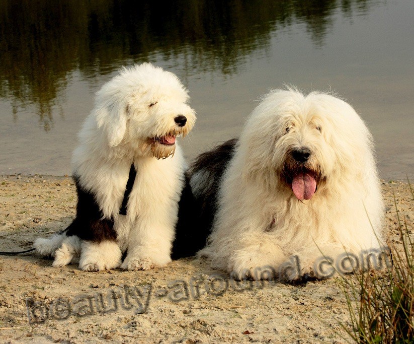 Bobtail shepherd with puppy photo