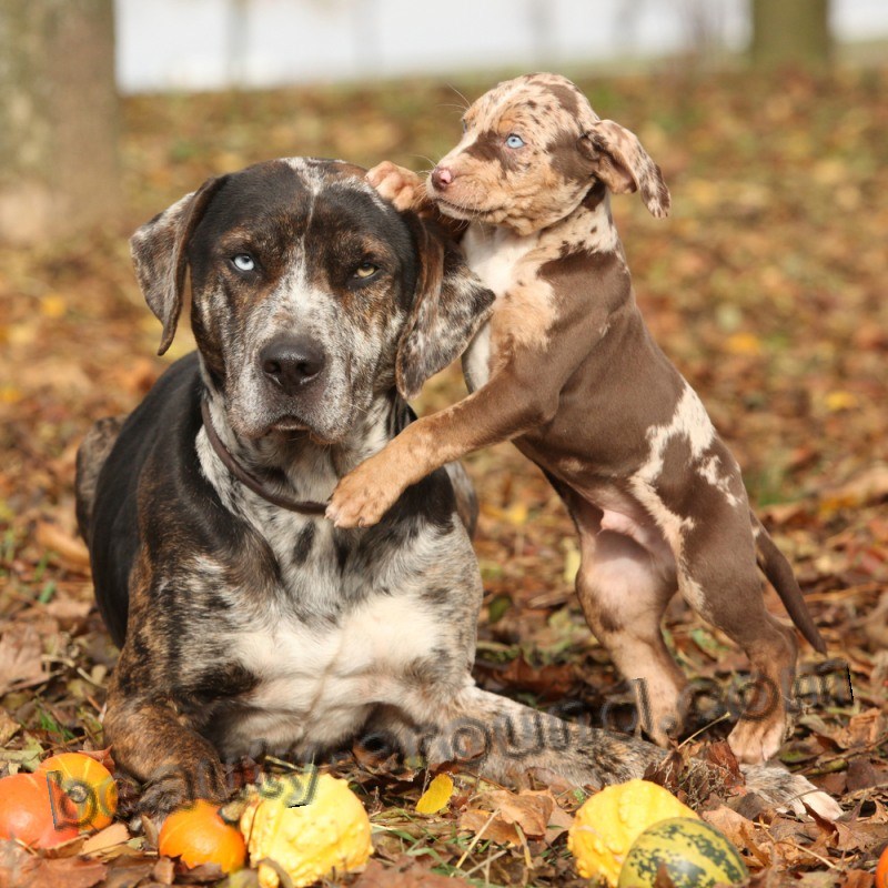 Catahoula Leopard Dog photo 