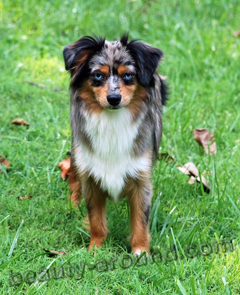 North American Miniature Australian Shepherd photo