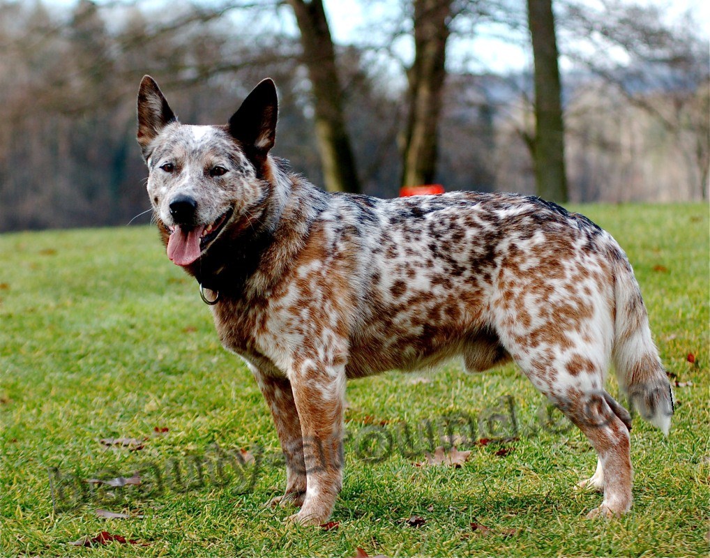 5Pastusha Australian Cattle Dog