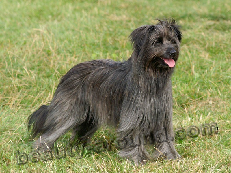 Pyrenean Shepherd photo