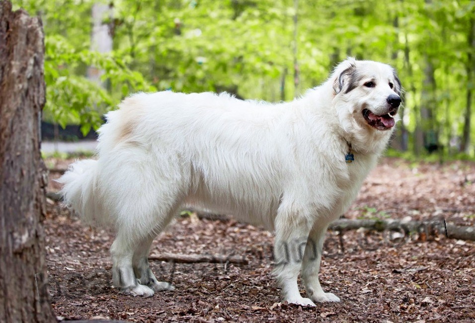 Pyrenean Mountain Shepherd Dog photo