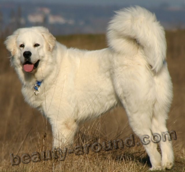 Hungarian Kuvasz photo