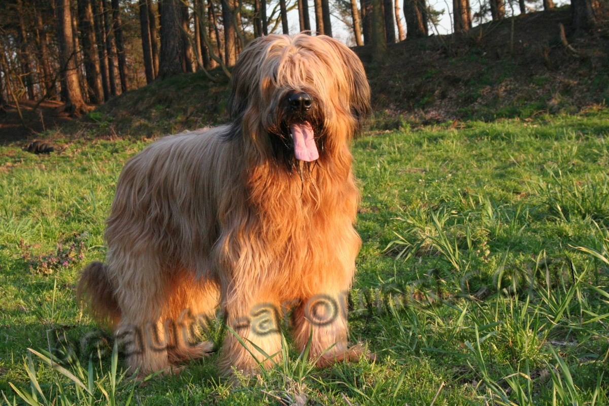 French Shepherds  Briard photo