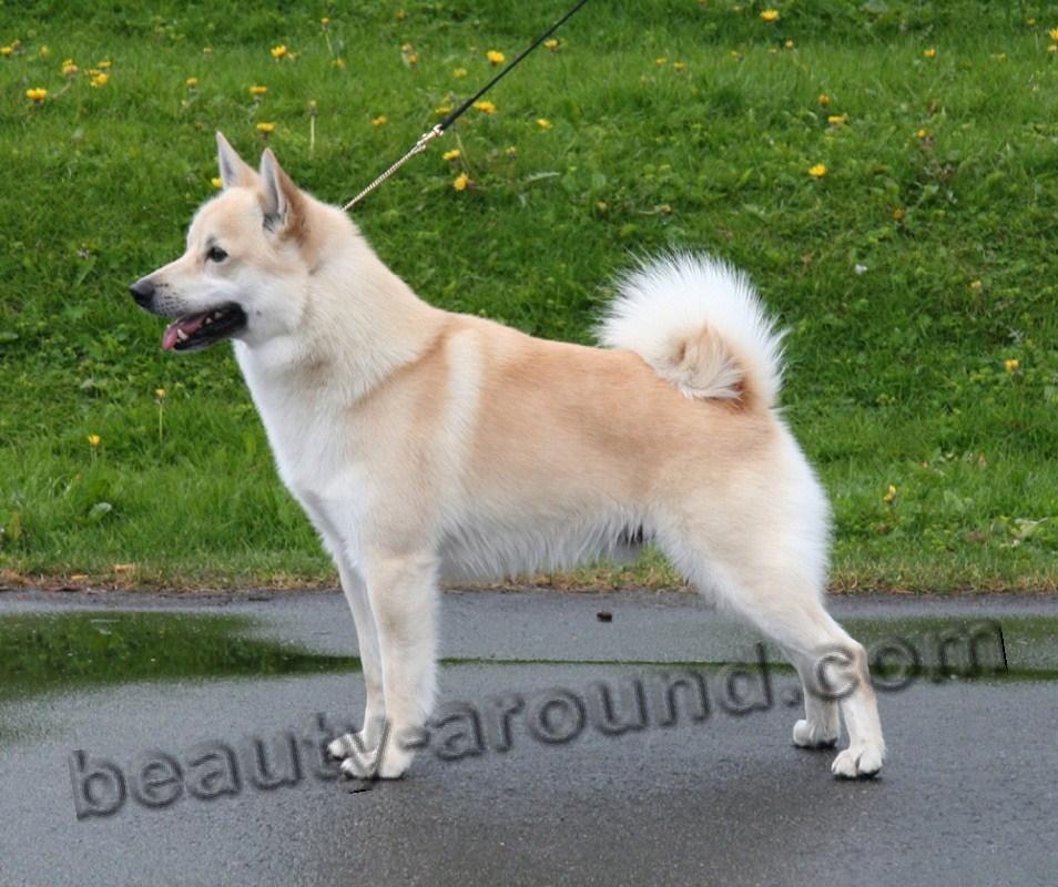 Norwegian Buhund pictures