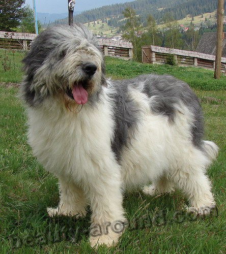 Romanian Mioritic Shepherd Dog photo