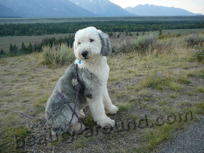 Wyoming Sheepdog photo