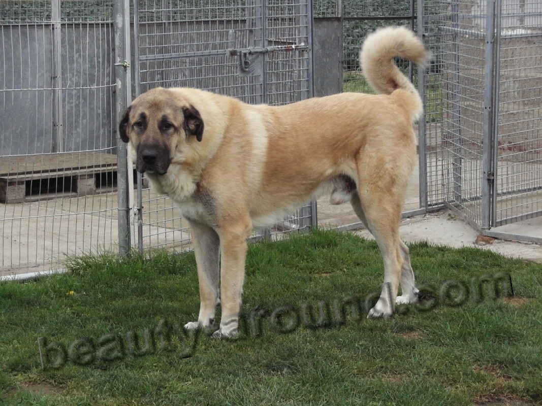 Anatolian Shepherd Dog (Kangal) photo