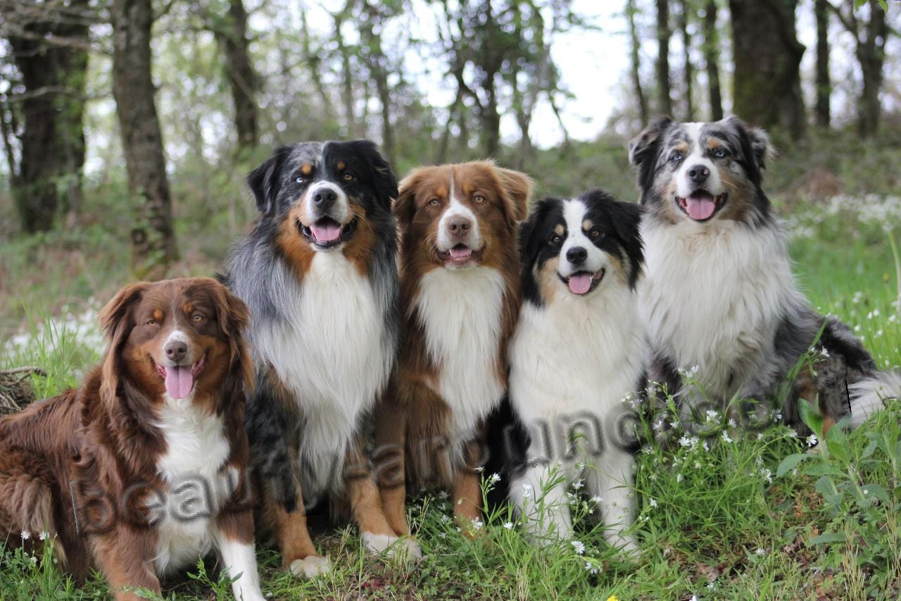 types of sheepdog breeds