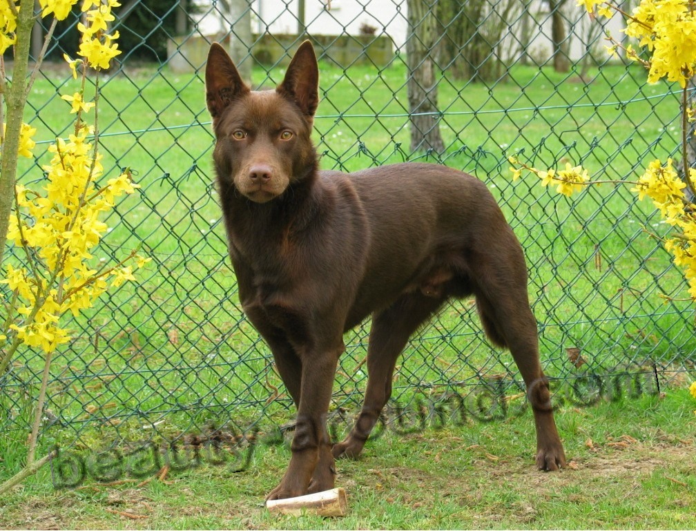 Australian Kelpie photo