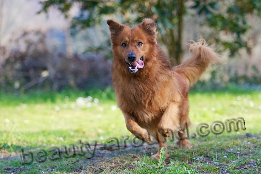 Basqued Shepherd photo