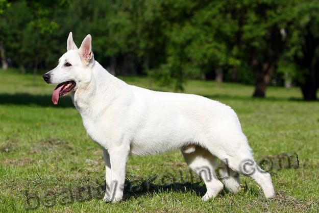 White Swiss Shepherd photo