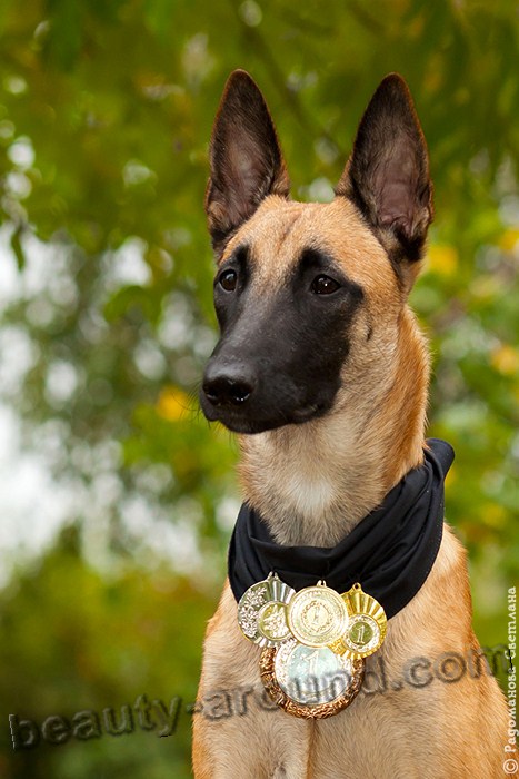 Belgian Shepherd Dog Malinois photo