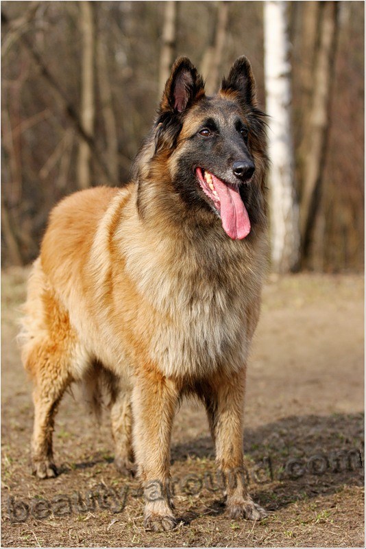 Belgian Shepherd Dog Tervuren photo