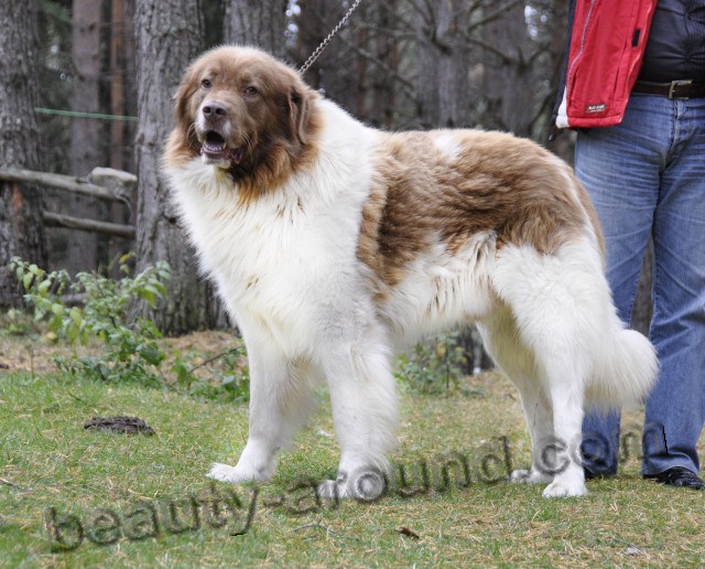 Bulgarian Shepherd Dog photo