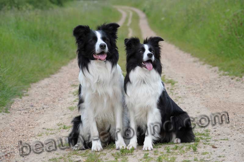 Border Collie pictures