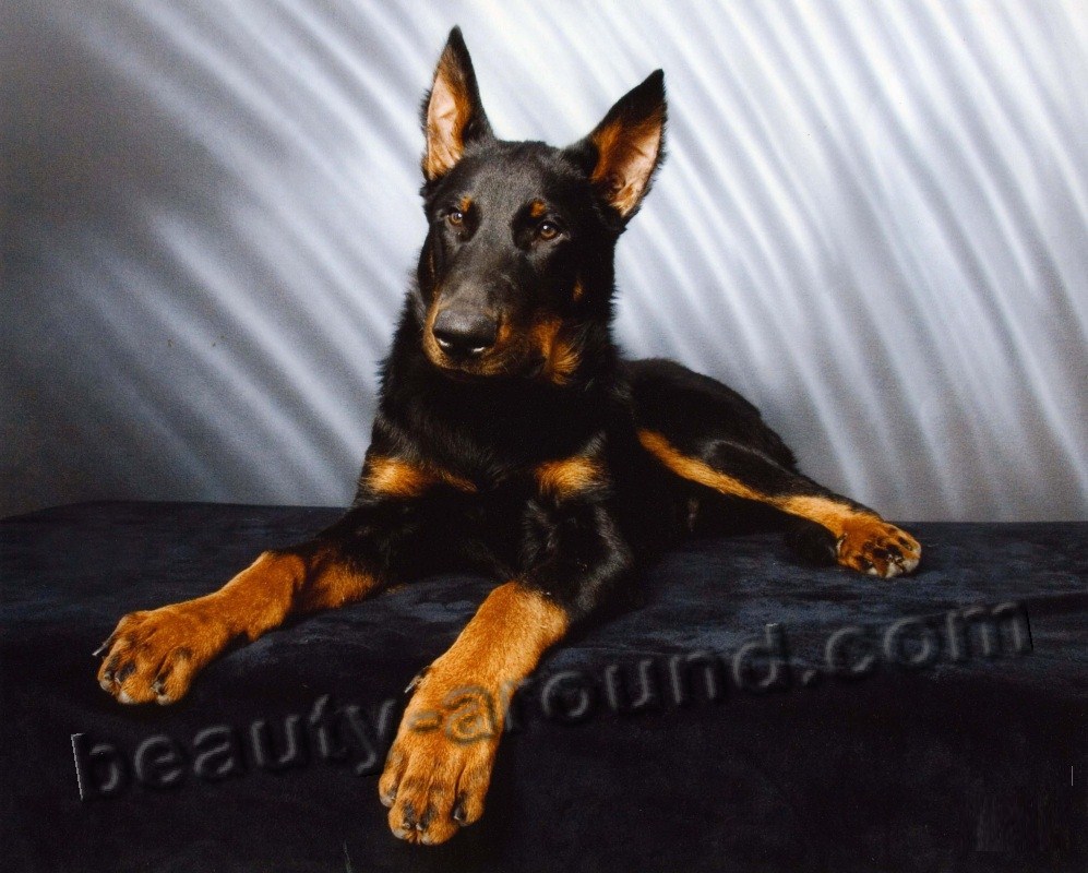 boseron french shepherd photo