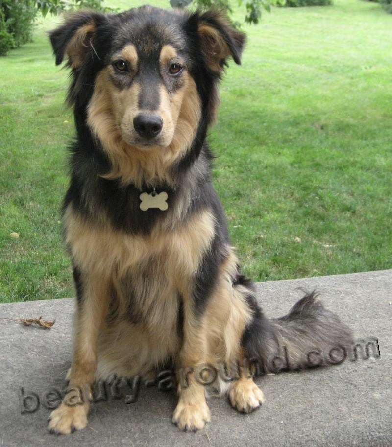 English Shepherd photo