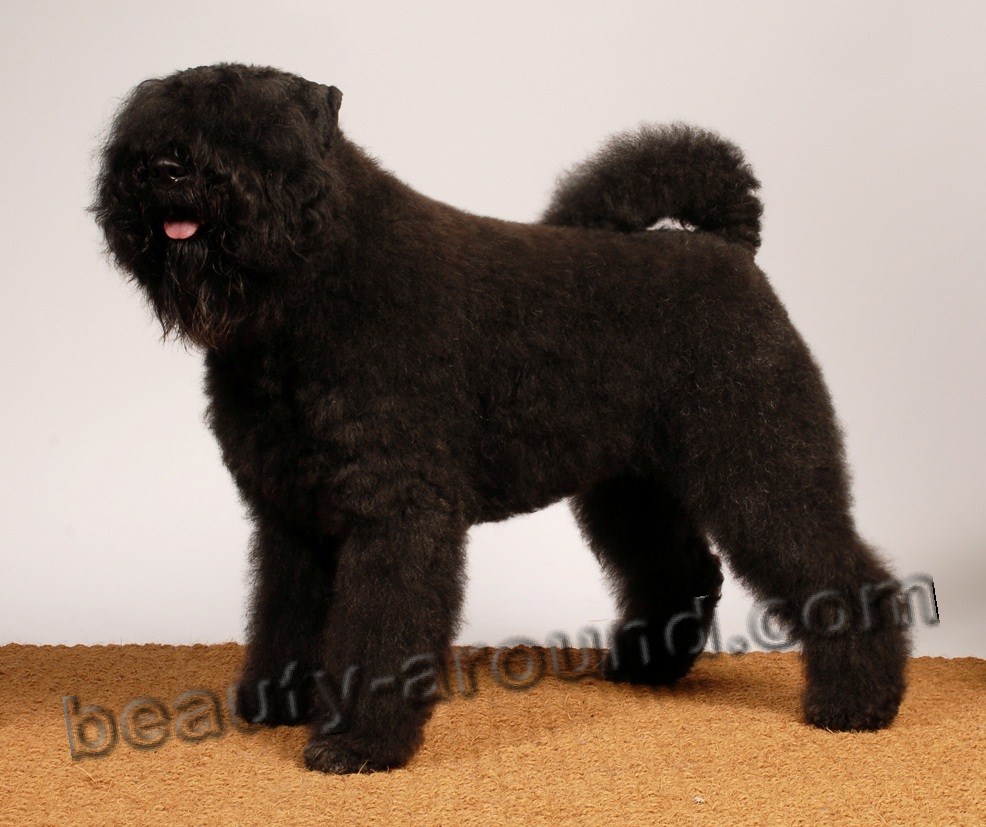 Bouvier des Flandres photo