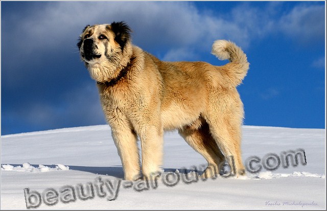 Greek Shepherd pictures