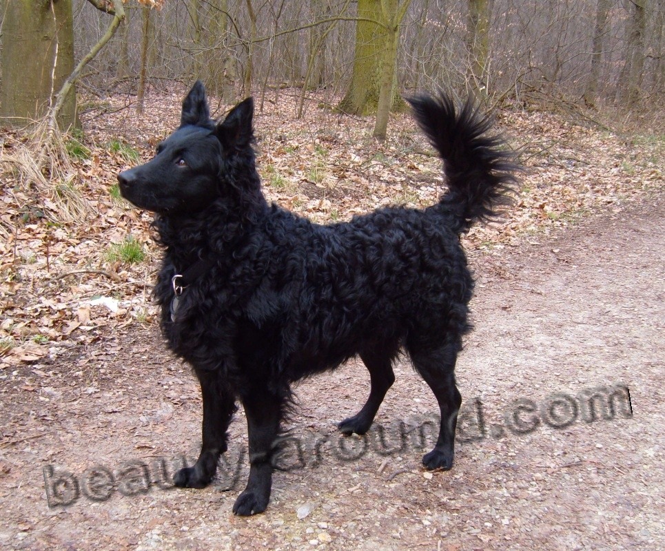 Croatian Shepherd pictures